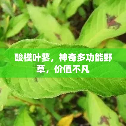 栖冲业简 第3页
