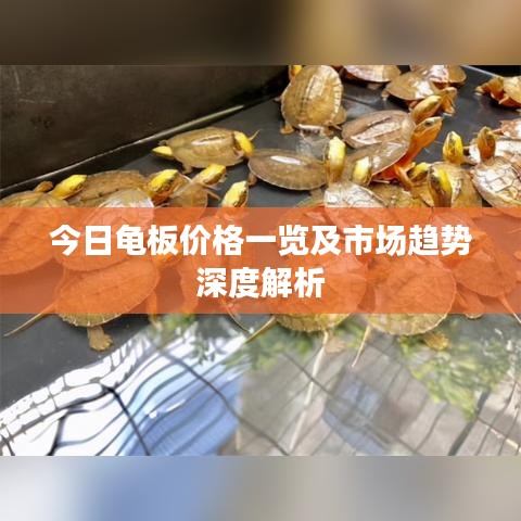 今日龟板价格一览及市场趋势深度解析