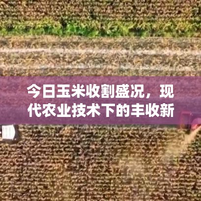 今日玉米收割盛况，现代农业技术下的丰收新景象