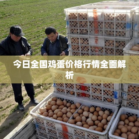 今日全国鸡蛋价格行情全面解析