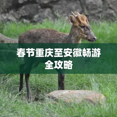 越鸟南栖 第3页