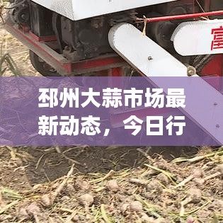 邳州大蒜市场最新动态，今日行情、产业趋势一网打尽！