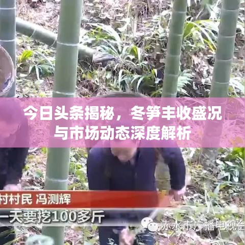 今日头条揭秘，冬笋丰收盛况与市场动态深度解析