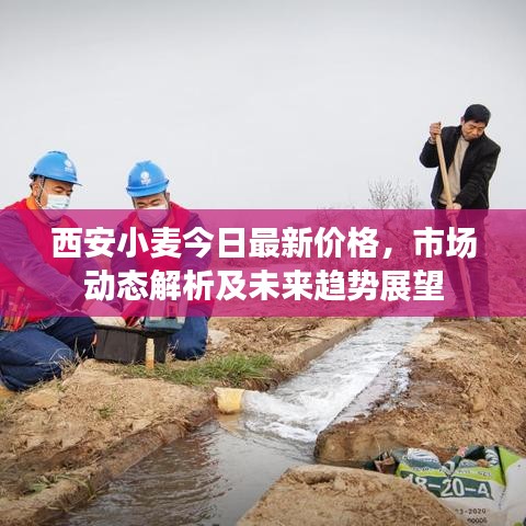 西安小麦今日最新价格，市场动态解析及未来趋势展望