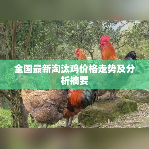 全国最新淘汰鸡价格走势及分析摘要