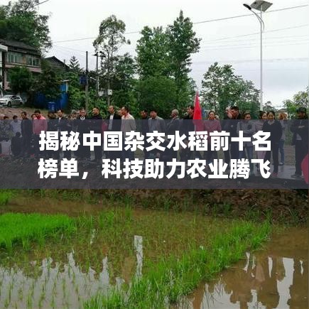 揭秘中国杂交水稻前十名榜单，科技助力农业腾飞