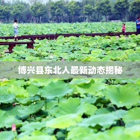博兴县东北人最新动态揭秘
