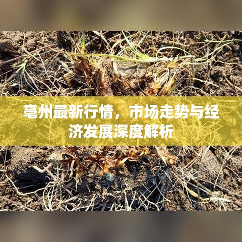花香鸟语 第3页