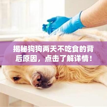 揭秘狗狗两天不吃食的背后原因，点击了解详情！