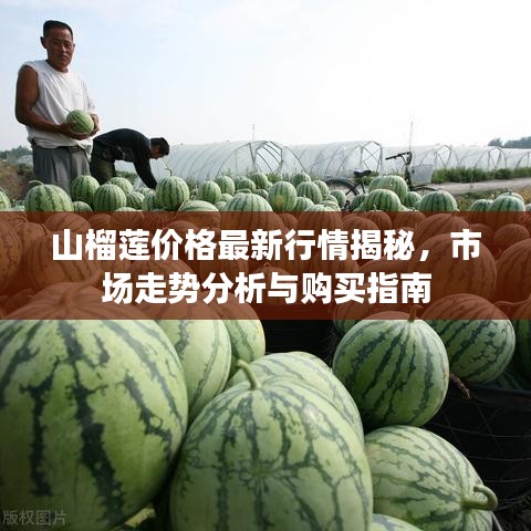 山榴莲价格最新行情揭秘，市场走势分析与购买指南