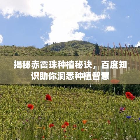 揭秘赤霞珠种植秘诀，百度知识助你洞悉种植智慧