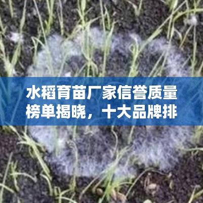 水稻育苗厂家信誉质量榜单揭晓，十大品牌排名及评价