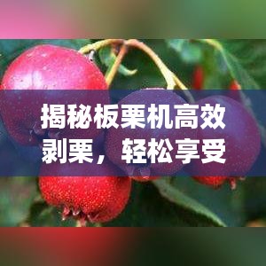 揭秘板栗机高效剥栗，轻松享受美食盛宴！百度推荐
