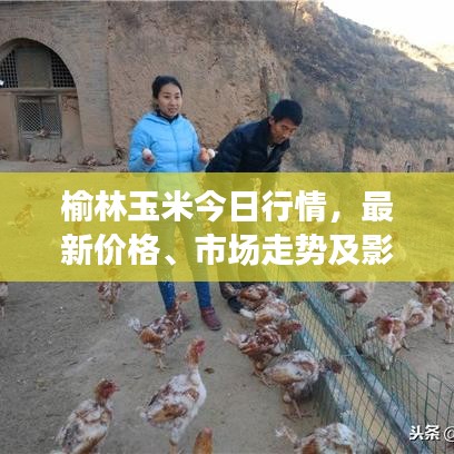 榆林玉米今日行情，最新价格、市场走势及影响因素深度解析