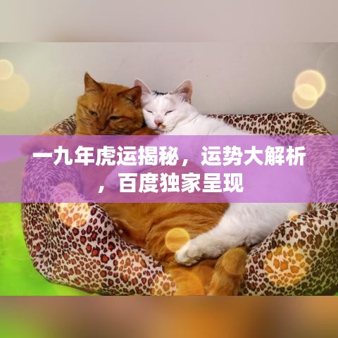 一九年虎运揭秘，运势大解析，百度独家呈现