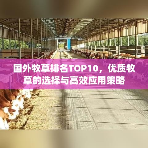 国外牧草排名TOP10，优质牧草的选择与高效应用策略