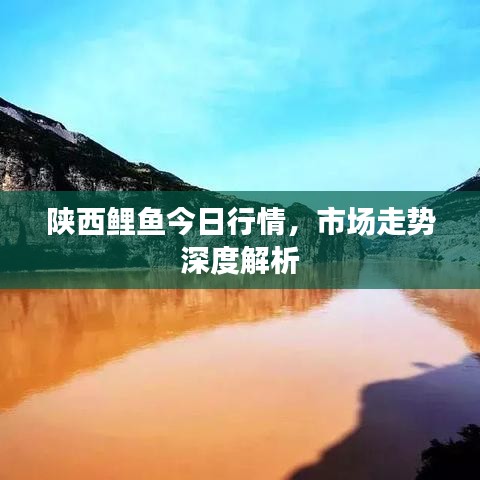 陕西鲤鱼今日行情，市场走势深度解析