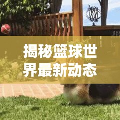 揭秘篮球世界最新动态，今日球球信息速递