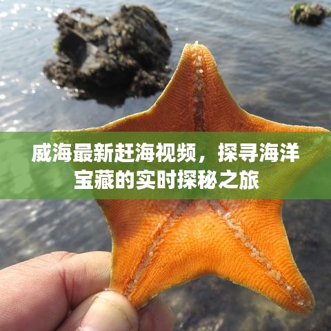 威海最新赶海视频，探寻海洋宝藏的实时探秘之旅