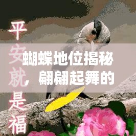 蝴蝶地位揭秘，翩翩起舞的精灵在自然界中的排名