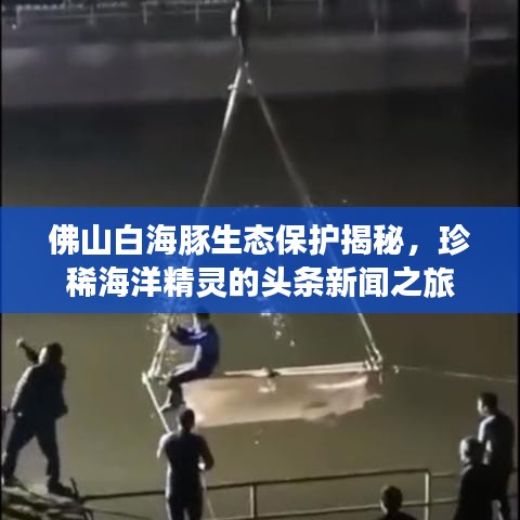 佛山白海豚生态保护揭秘，珍稀海洋精灵的头条新闻之旅