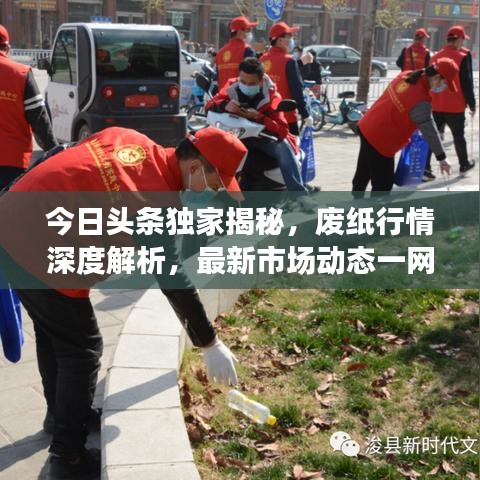 今日头条独家揭秘，废纸行情深度解析，最新市场动态一网打尽！