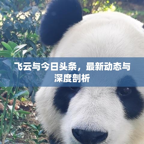 飞云与今日头条，最新动态与深度剖析