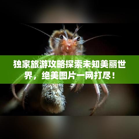独家旅游攻略探索未知美丽世界，绝美图片一网打尽！