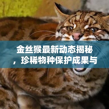 金丝猴最新动态揭秘，珍稀物种保护成果与最新探索消息！