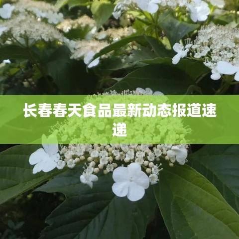 长春春天食品最新动态报道速递
