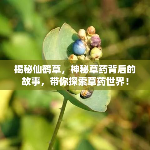 揭秘仙鹤草，神秘草药背后的故事，带你探索草药世界！