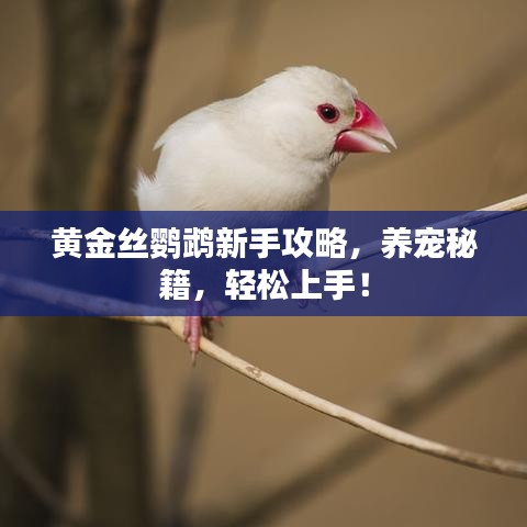 黄金丝鹦鹉新手攻略，养宠秘籍，轻松上手！