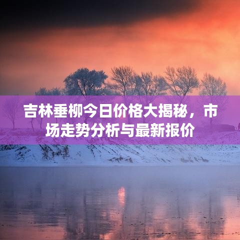 吉林垂柳今日价格大揭秘，市场走势分析与最新报价