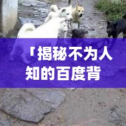 「揭秘不为人知的百度背后故事，关于不比特狗的真相大揭秘！」