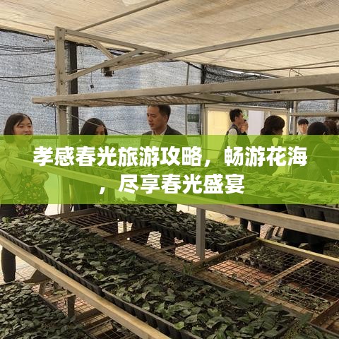 孝感春光旅游攻略，畅游花海，尽享春光盛宴