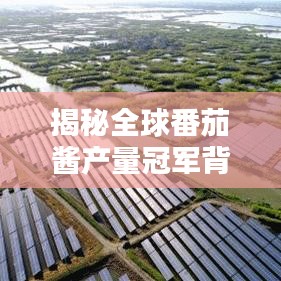 揭秘全球番茄酱产量冠军背后的秘密，产业巨头如何炼成？