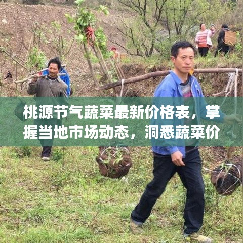 桃源节气蔬菜最新价格表，掌握当地市场动态，洞悉蔬菜价格变化！