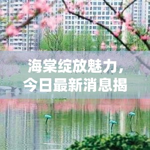 海棠绽放魅力，今日最新消息揭秘美丽与期待