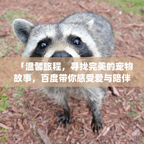 「温馨旅程，寻找完美的宠物故事，百度带你感受爱与陪伴的力量」