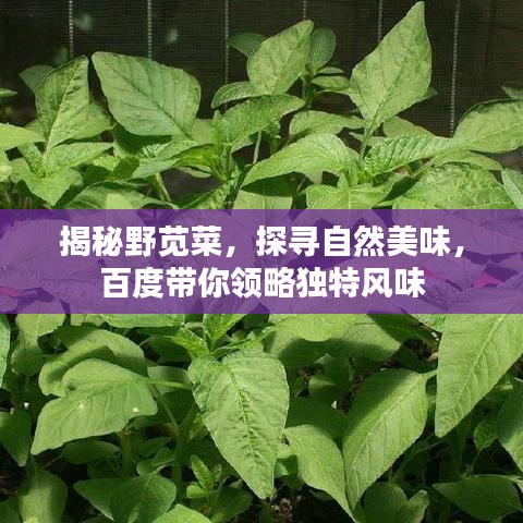 揭秘野苋菜，探寻自然美味，百度带你领略独特风味