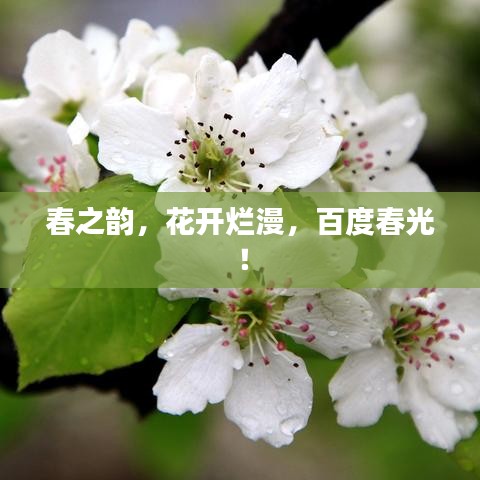 春之韵，花开烂漫，百度春光！
