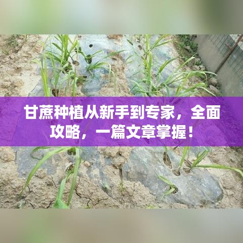 甘蔗种植从新手到专家，全面攻略，一篇文章掌握！
