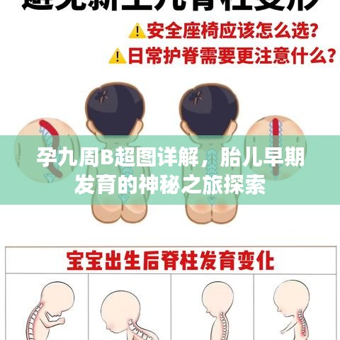 孕九周B超图详解，胎儿早期发育的神秘之旅探索