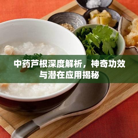 中药芦根深度解析，神奇功效与潜在应用揭秘