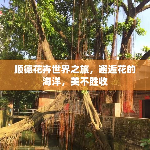 顺德花卉世界之旅，邂逅花的海洋，美不胜收