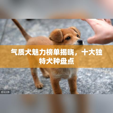 气质犬魅力榜单揭晓，十大独特犬种盘点