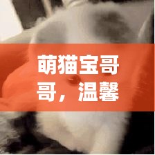 萌猫宝哥哥，温馨的爱与陪伴之旅