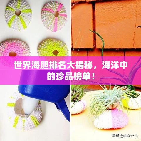 世界海胆排名大揭秘，海洋中的珍品榜单！