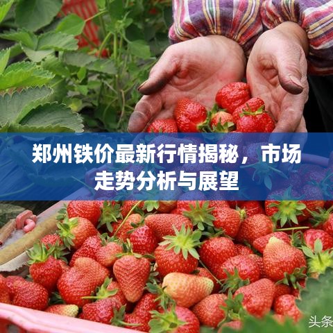 郑州铁价最新行情揭秘，市场走势分析与展望