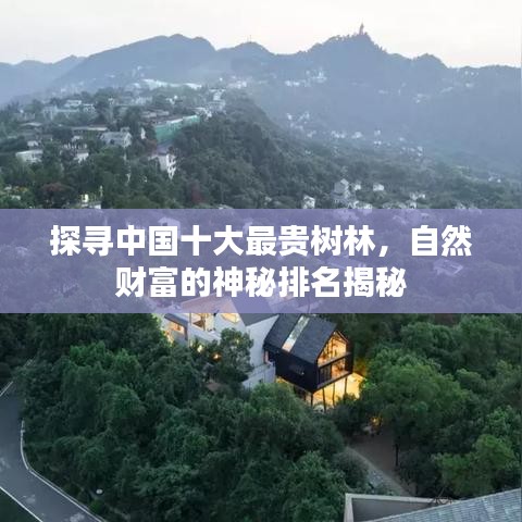 探寻中国十大最贵树林，自然财富的神秘排名揭秘